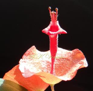  Flower-See pubescence